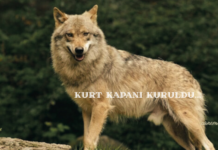 KURT KAPANI KURULDU kurt kapanı kuruldu- canemregündem.com