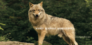 kurt kapanı kuruldu- canemregündem.com
