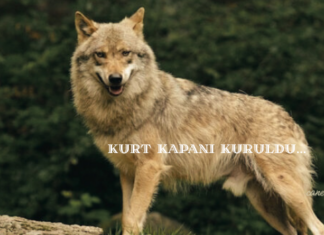 KURT KAPANI KURULDU kurt kapanı kuruldu- canemregündem.com