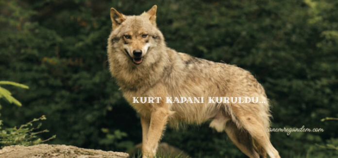 KURT KAPANI KURULDU... kurt kapanı kuruldu- canemregündem.com
